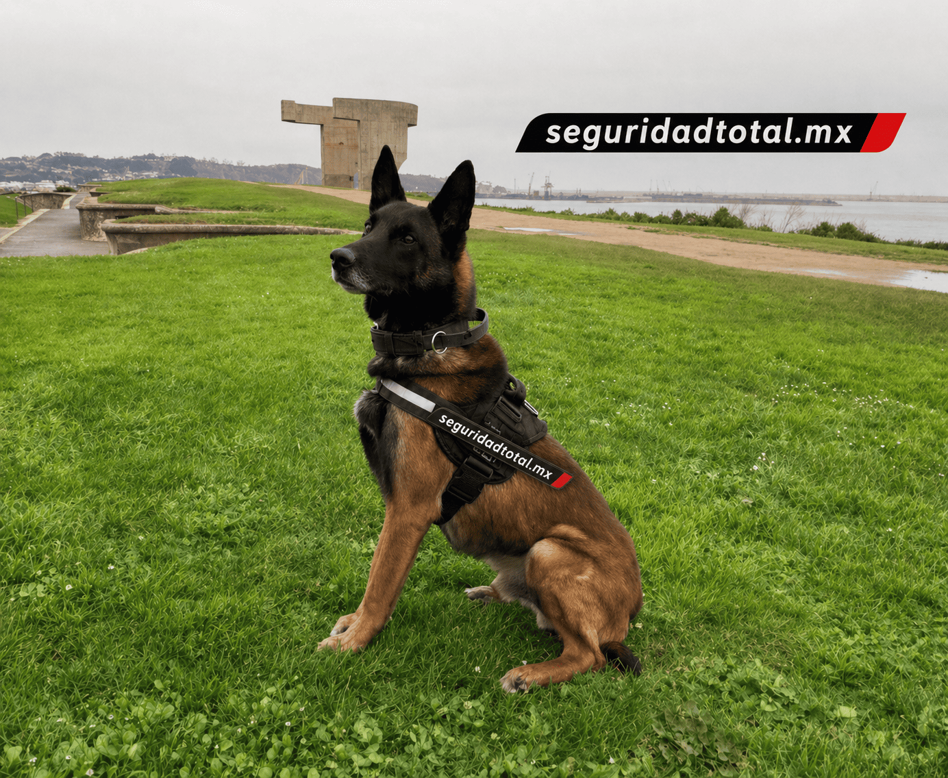 Manejadores Caninos
